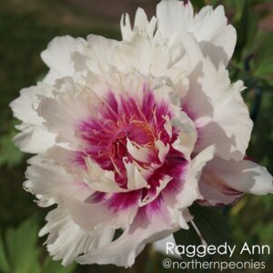 Raggedy Anne Itoh Peony