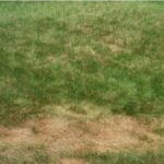 Chinch Bug Lawn Damage